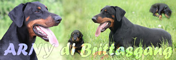 Banner_Arny_di_Brittasgang.jpg