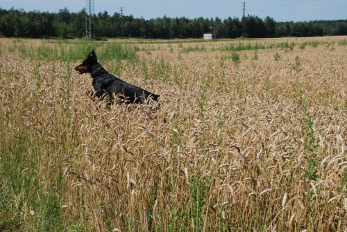 Prochazka_1_srpna_2009_se_Zevlakem25.JPG