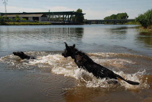 Prochazka_1_srpna_2009_se_Zevlakem_13.JPG