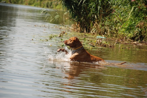 Prochazka_1_srpna_2009_se_Zevlakem_15.jpg