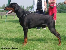 Bodie Proffi di Brittasgang